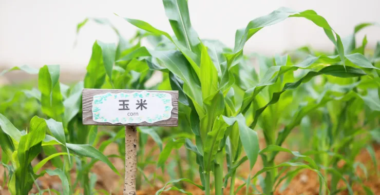 幼儿园课外教育基地菜地
