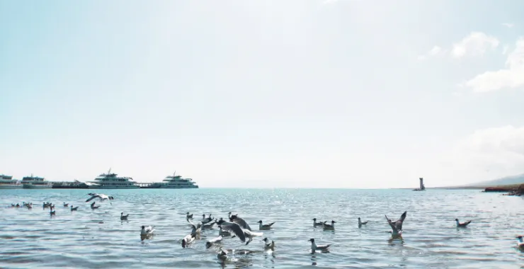 青海旅游景点青海湖库库淖尔观鸟