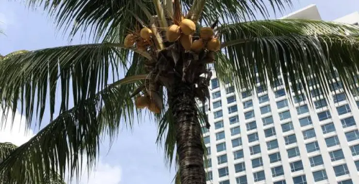 椰子树