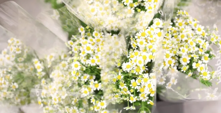 母亲节五月鲜花小雏菊菊花花束