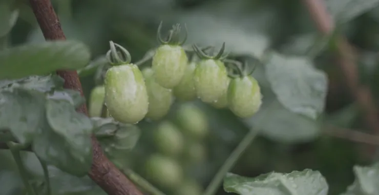 小番茄种植