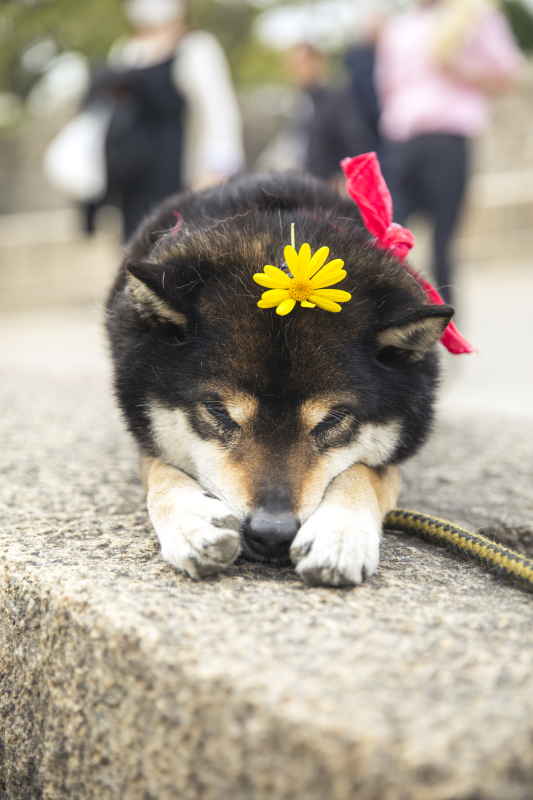 柴犬秋田犬黑色狗狗宠物