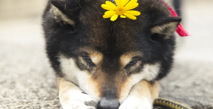 柴犬秋田犬黑色狗狗宠物