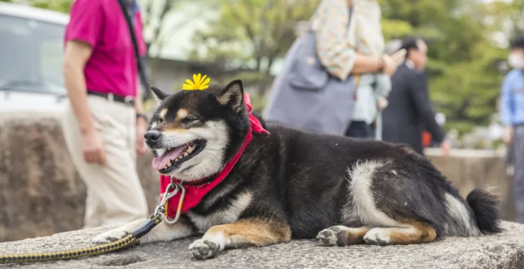 柴犬秋田犬黑色狗狗宠物