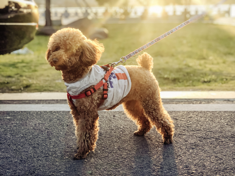 宠物狗泰迪贵宾犬