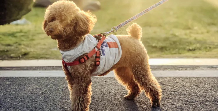 宠物狗泰迪贵宾犬