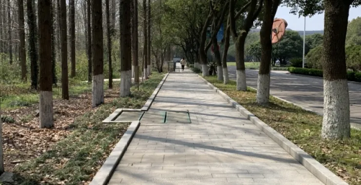 宁波大学林间小道散步场景