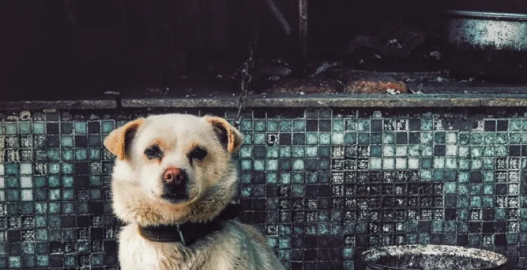 宠物狗中华田园犬土狗
