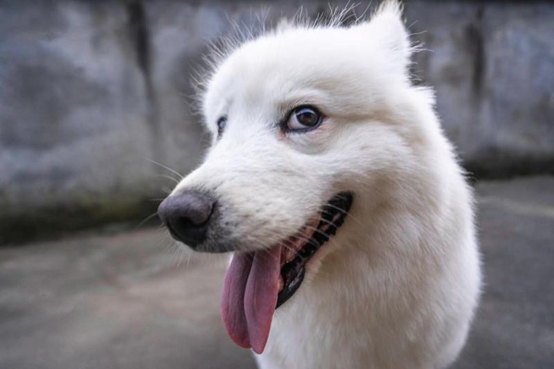 宠物狗狗 漂亮可爱毛绒绒超治愈