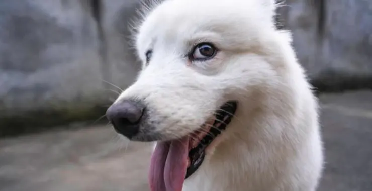 宠物狗狗 漂亮可爱毛绒绒超治愈