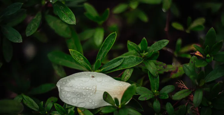 下雨春天绿叶花瓣雨滴特写