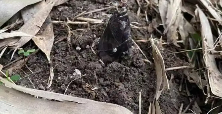 春天竹笋破土而出