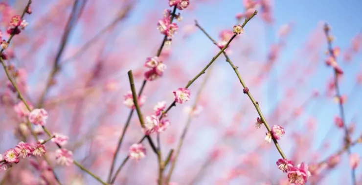 梅花春天粉红春季春日烂漫