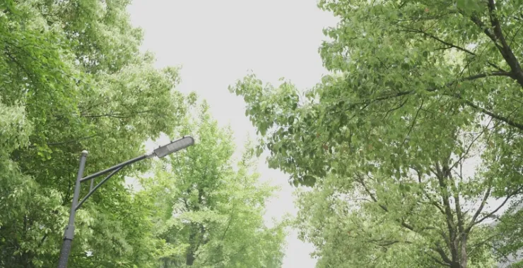 绿树成荫植被盛夏天气炎热