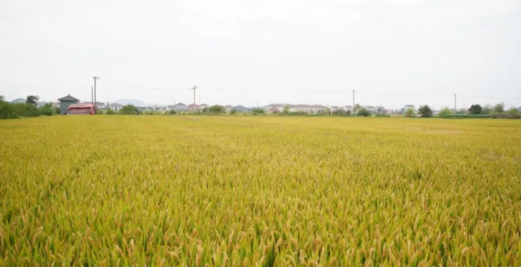 金黄稻田秋收秋天