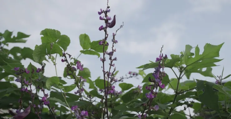 豌豆花蓝天农村种植