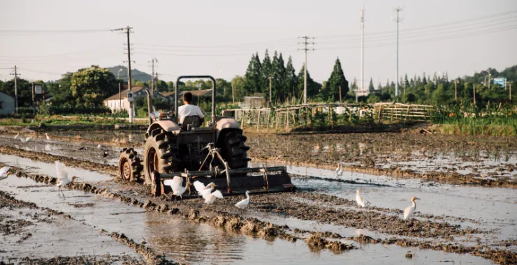 种田稻田白鹭拖拉机