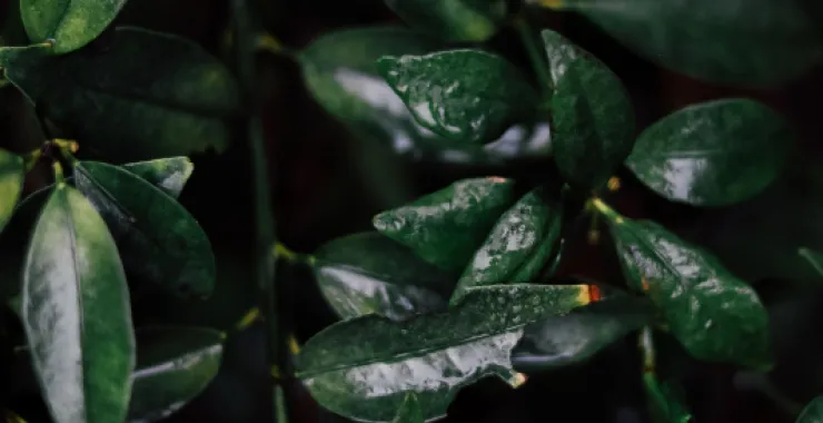 春天植物绿叶水滴下雨叶子