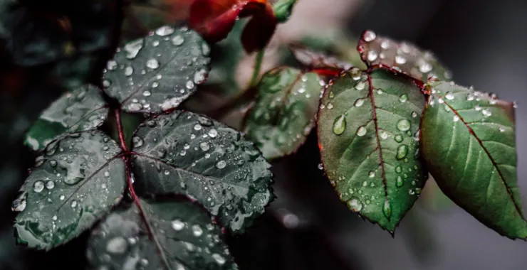 春天植物绿叶水滴下雨特写叶子