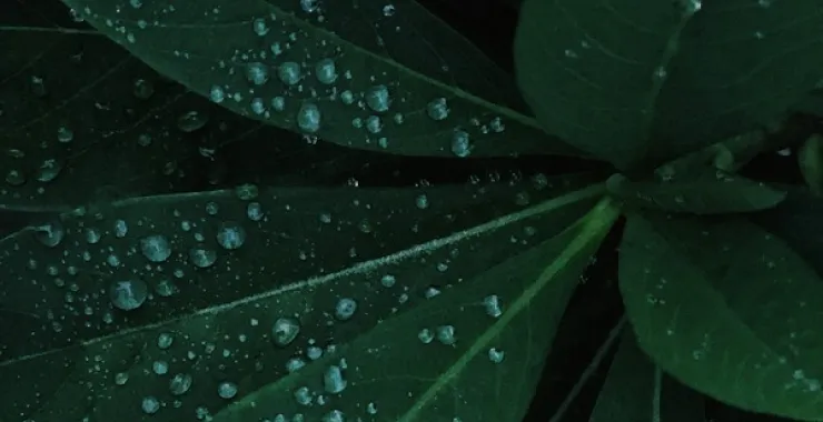 春天植物绿叶水滴下雨特写叶子