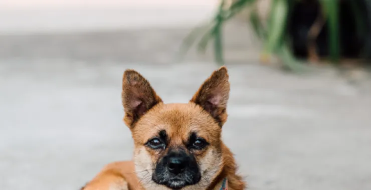 宠物狗中华田园犬土狗