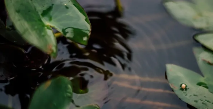 下雨水滴植物绿叶浮萍