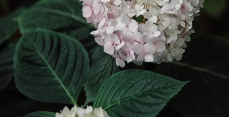 花花朵植物