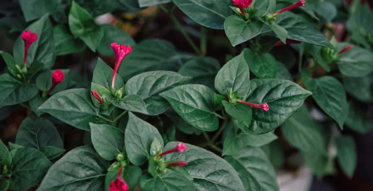 花花朵植物