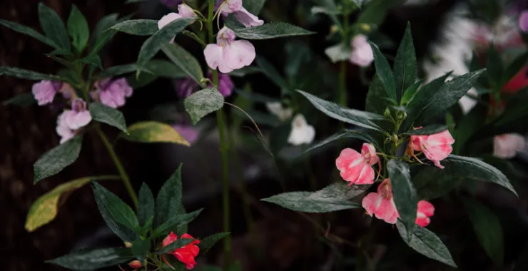 花花朵植物