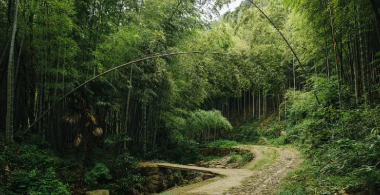 余姚三七市竹子竹林小路石路