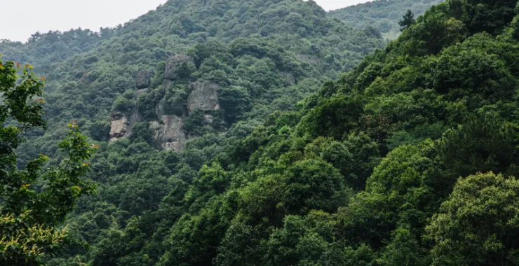 余姚三七市山植物