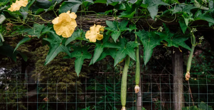 余姚四明山植物花丝瓜绿叶