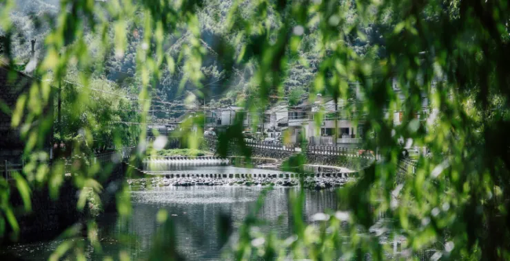 余姚四明山小溪溪水植物叶子