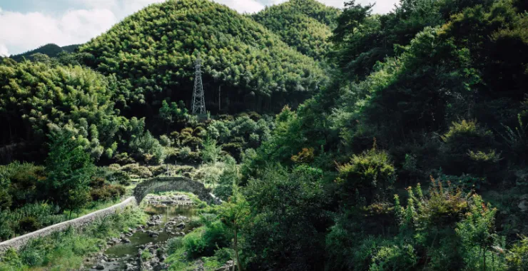 余姚四明山山植物桥小溪溪水