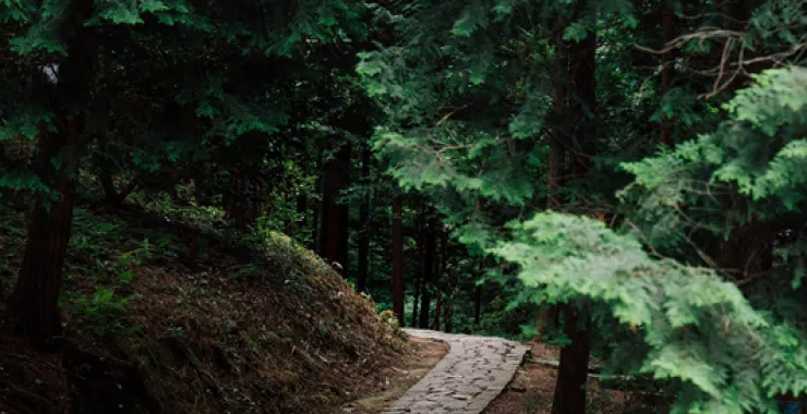 余姚四明山国家森林公园树木小道小路
