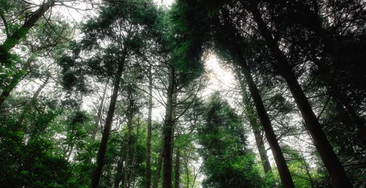 余姚四明山国家森林公园植物树木