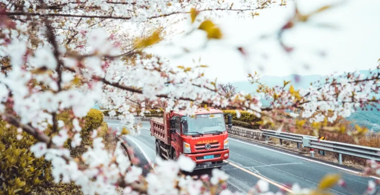 四明山樱花山路风景