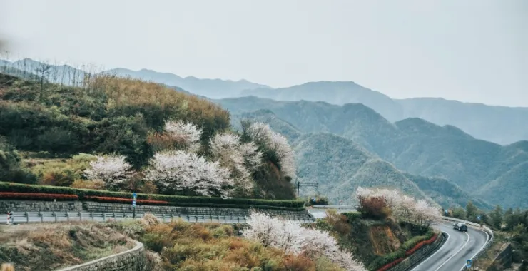 余姚风景四明山樱花山路