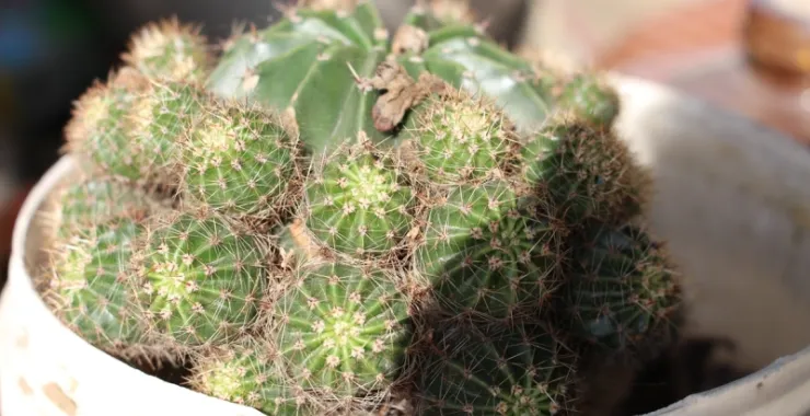 绿植仙人球