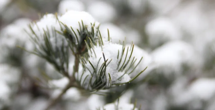 余姚四明山雪景白色冬天