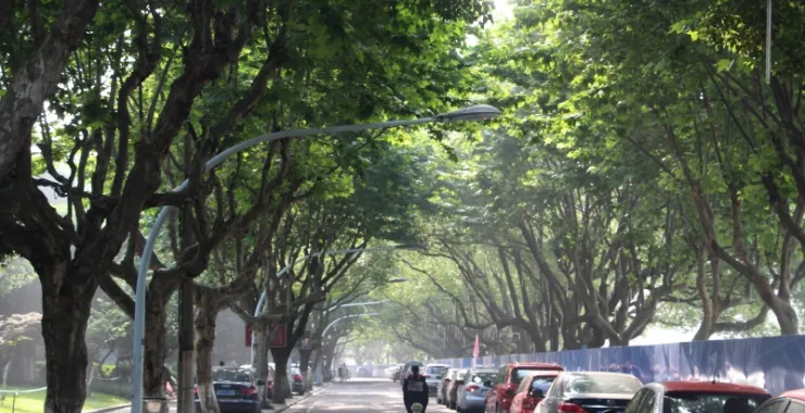余姚北滨江路夏天绿植道路停车位车辆