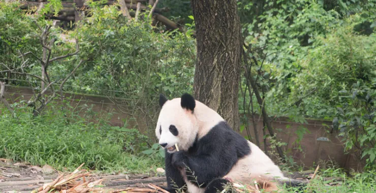 熊猫成都熊猫基地国宝