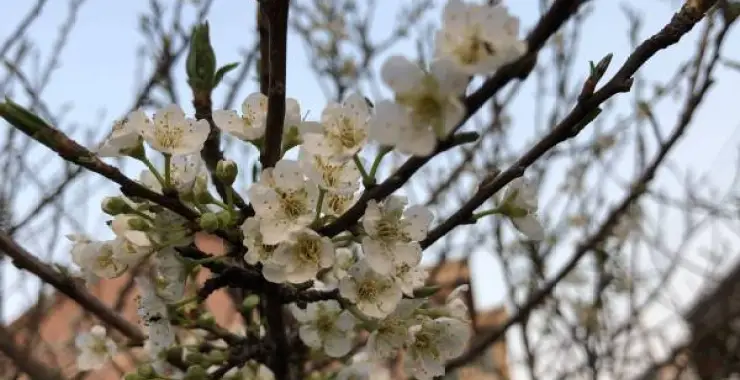 梨花开放