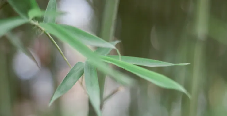 成都竹子绿色竹叶