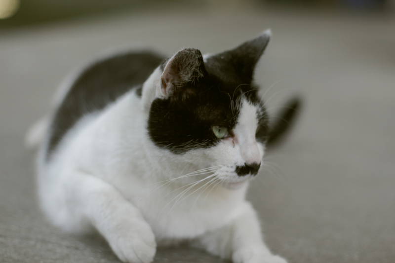 猫宠物黑白猫咪
