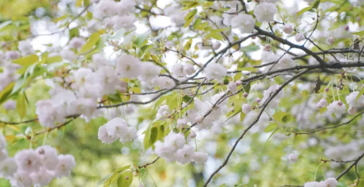 上海公园樱花春天绿植
