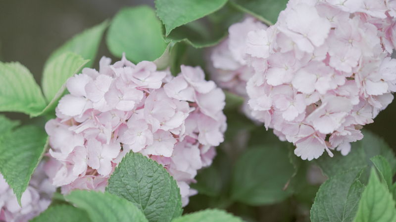绣球花紫阳花绿植