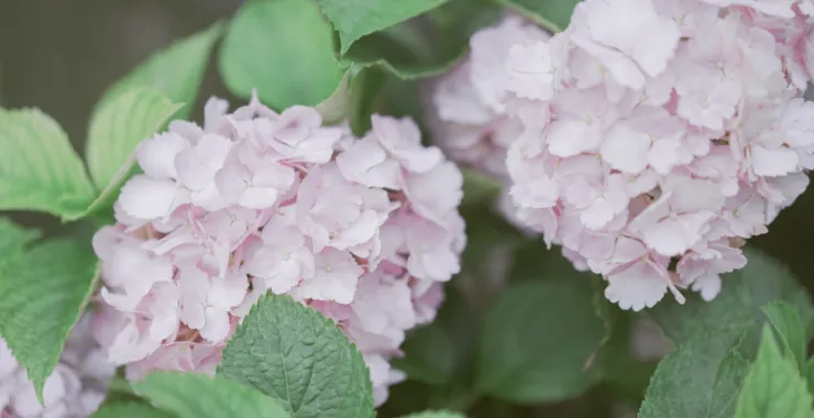 绣球花紫阳花绿植