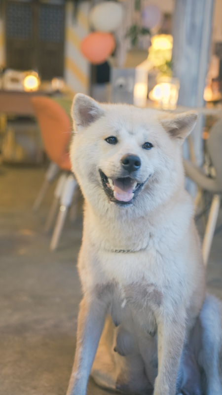 柴犬可爱萌物小狗微笑