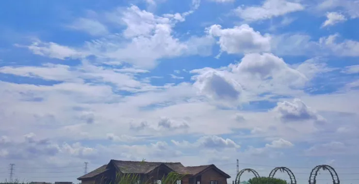 杭州湾湿地公园蓝天白云芦苇夏天